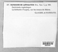 Nephroma laevigatum image